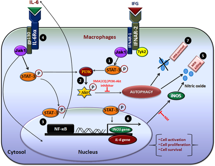 Figure 7