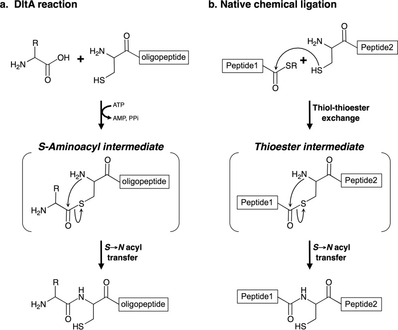 FIGURE 14.