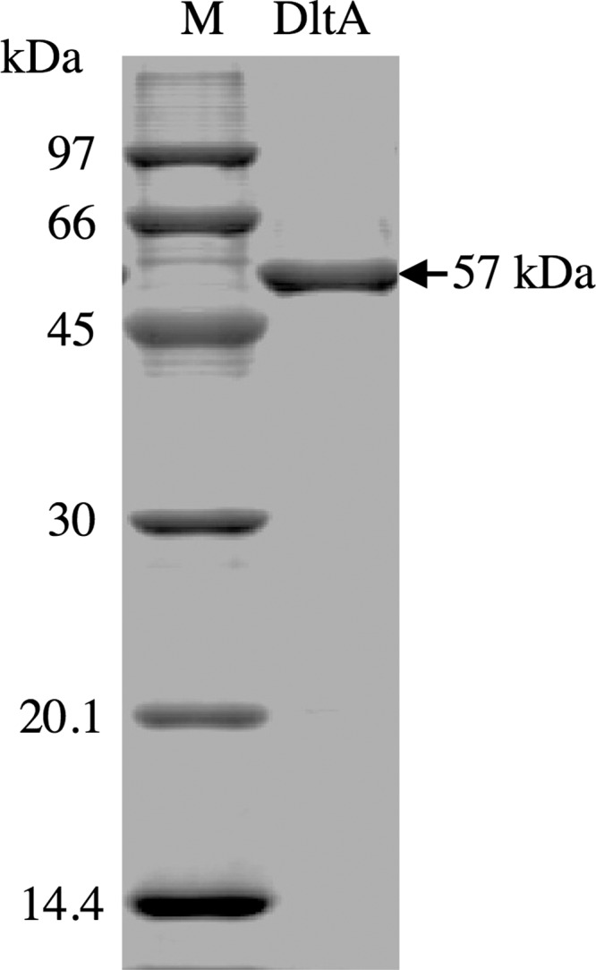 FIGURE 1.