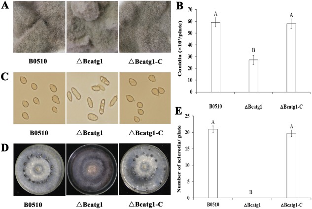 Figure 5