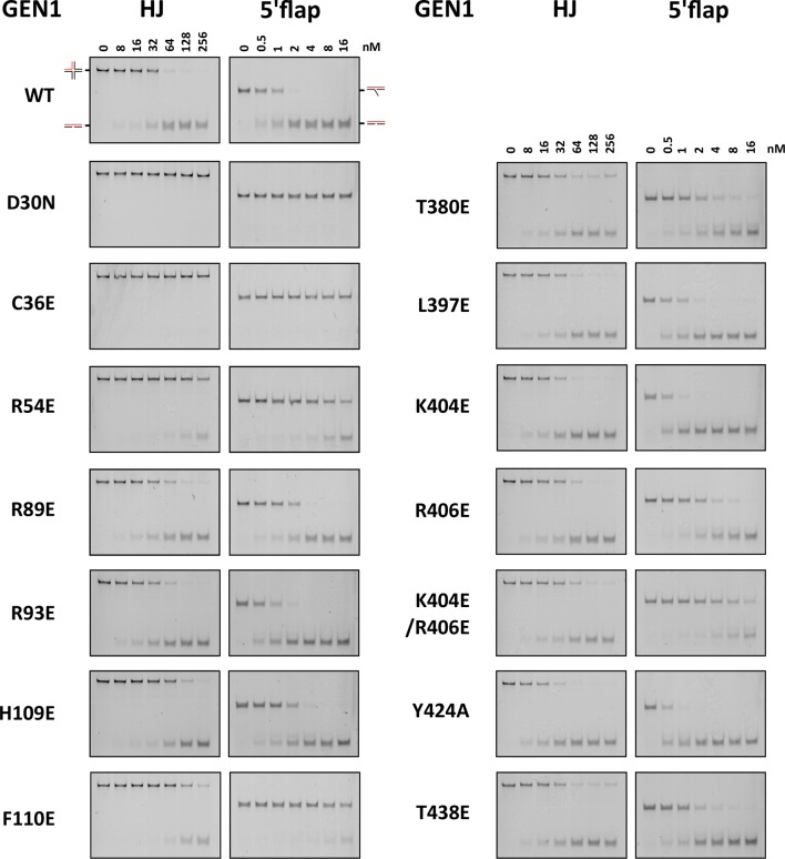 Figure 5—figure supplement 1.