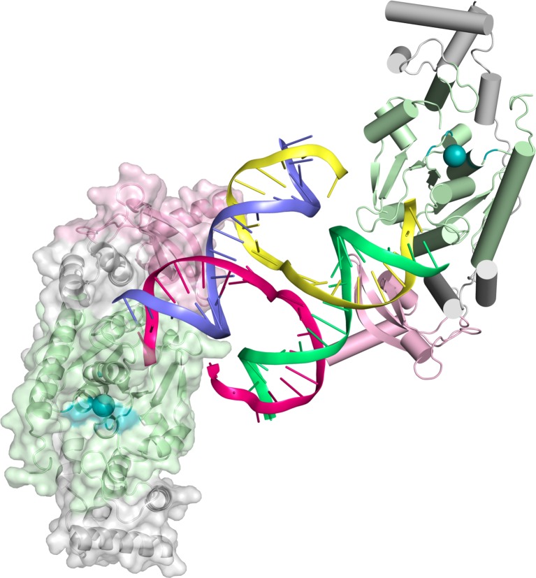 Figure 1—figure supplement 1.