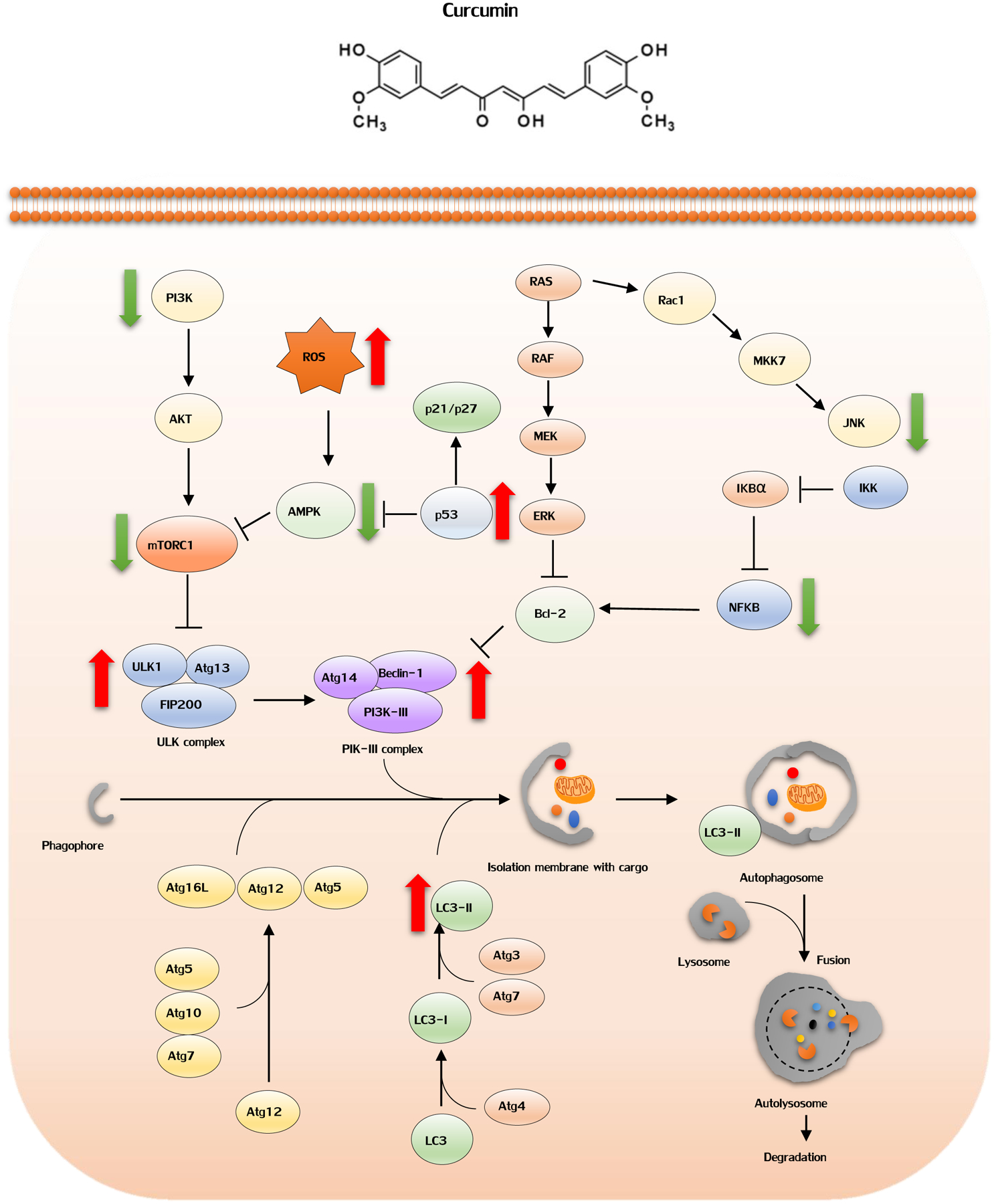 Figure 2: