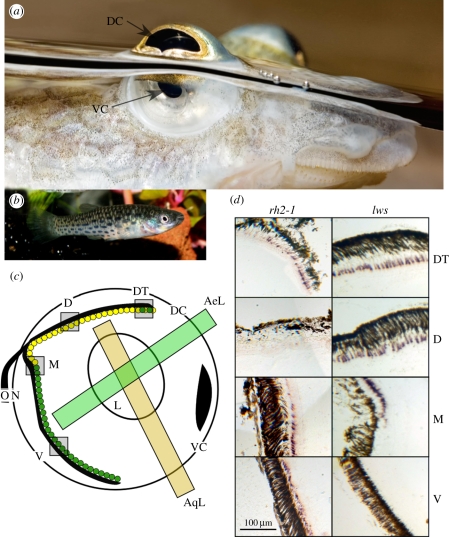 Figure 1.