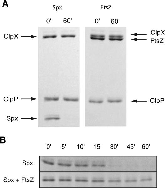 Fig. 5