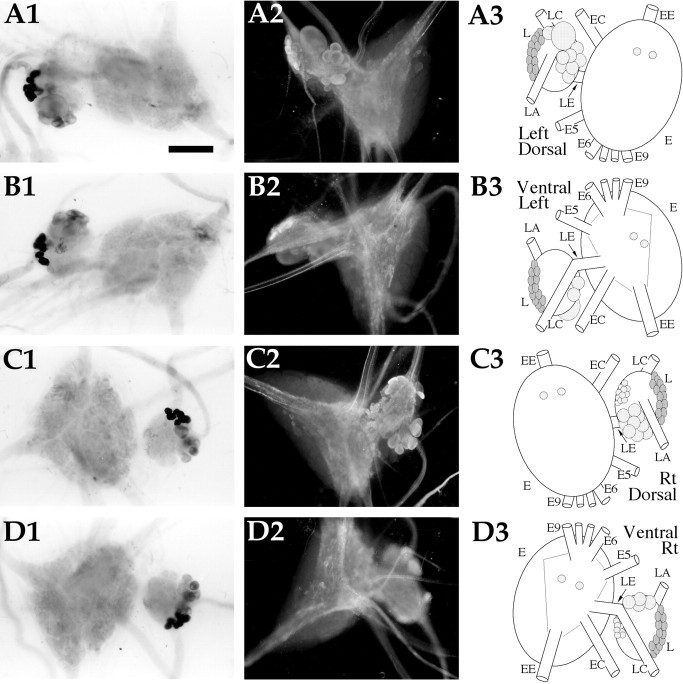 Fig. 8.