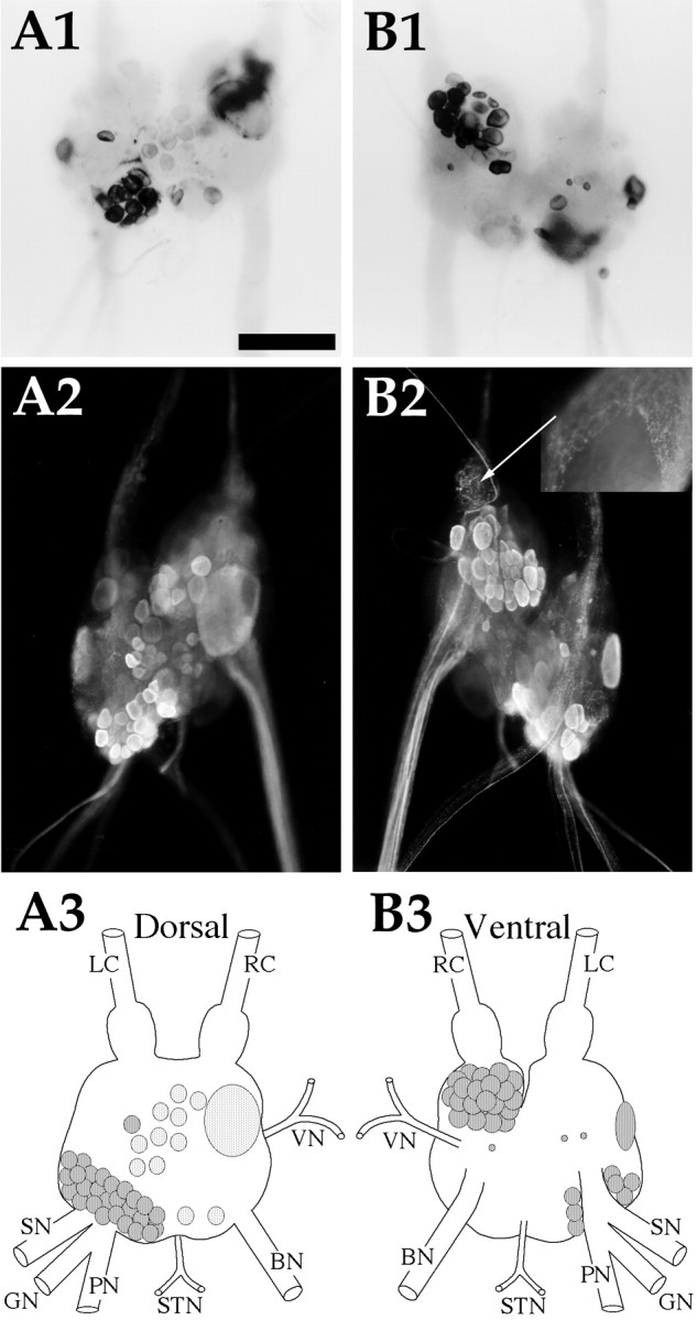 Fig. 9.