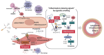 Fig.2. Schematic diagram of the mechanisms of inflammation induced by smoking
