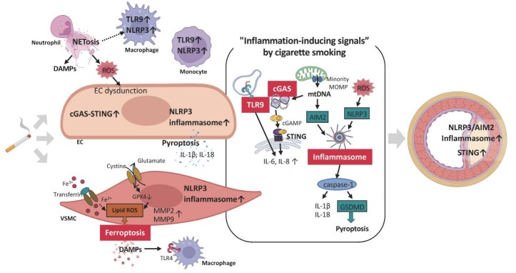 Fig.2. Schematic diagram of the mechanisms of inflammation induced by smoking