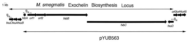 FIG. 1