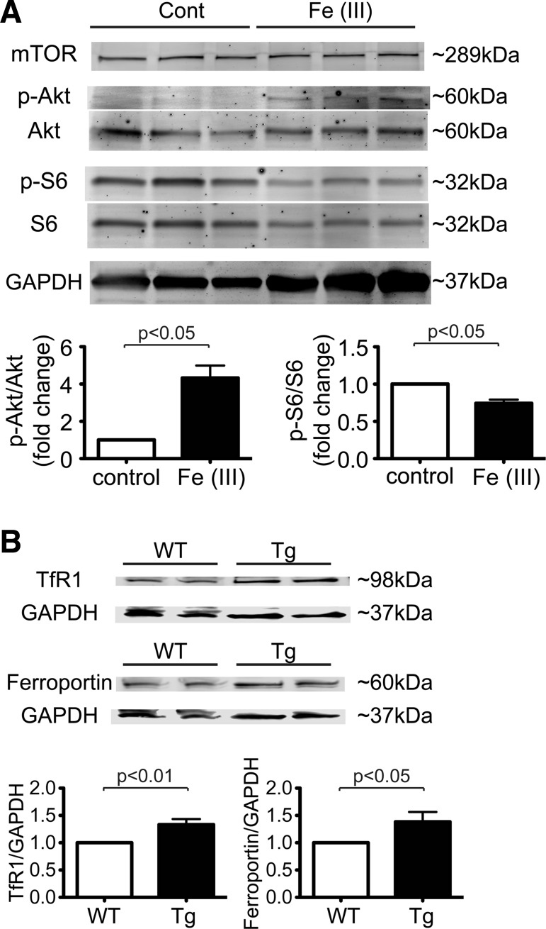 Fig. 6.