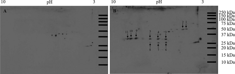 FIG 2