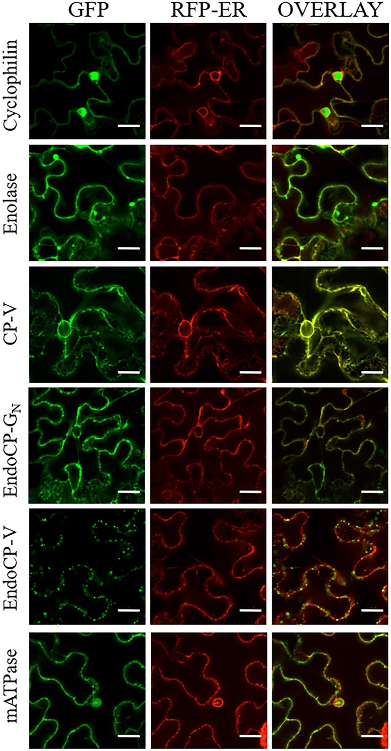 FIG 6