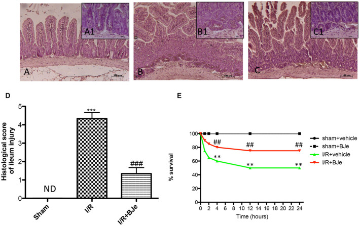 FIGURE 1