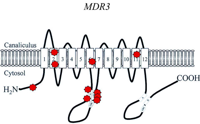 Figure 4  