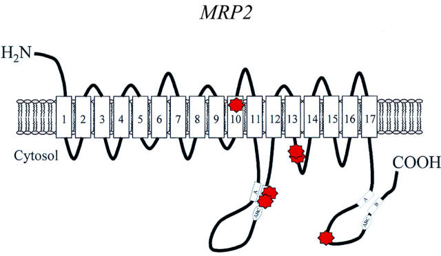 Figure 5  