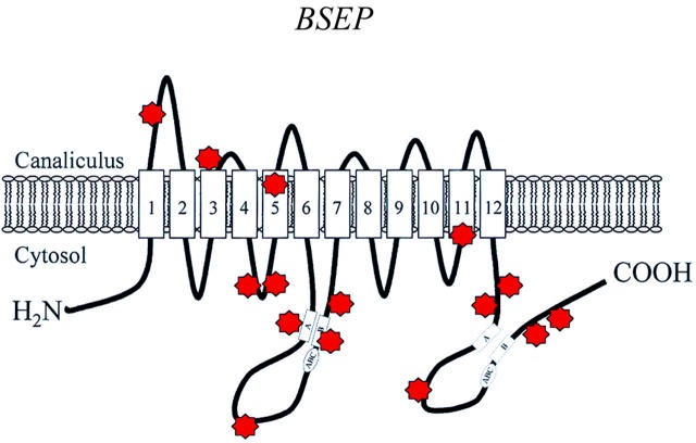 Figure 2  