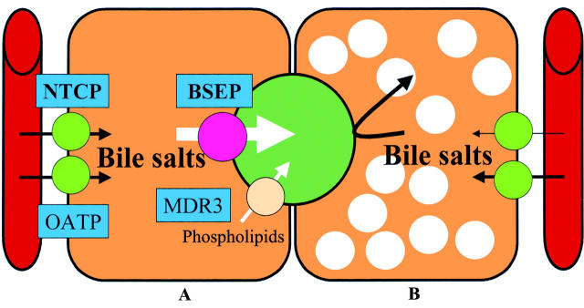 Figure 3  