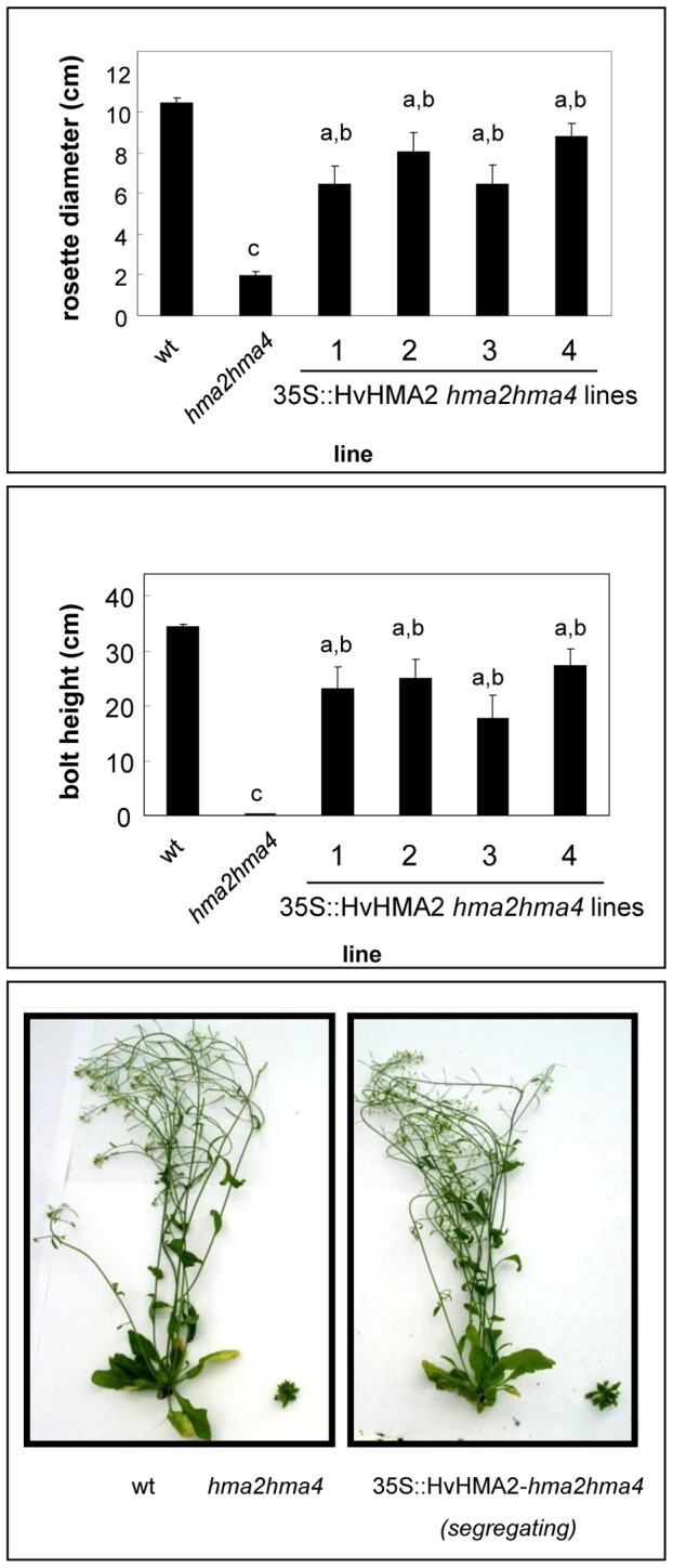 Figure 7