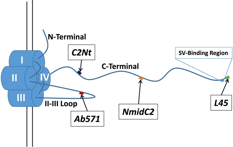 FIGURE 1