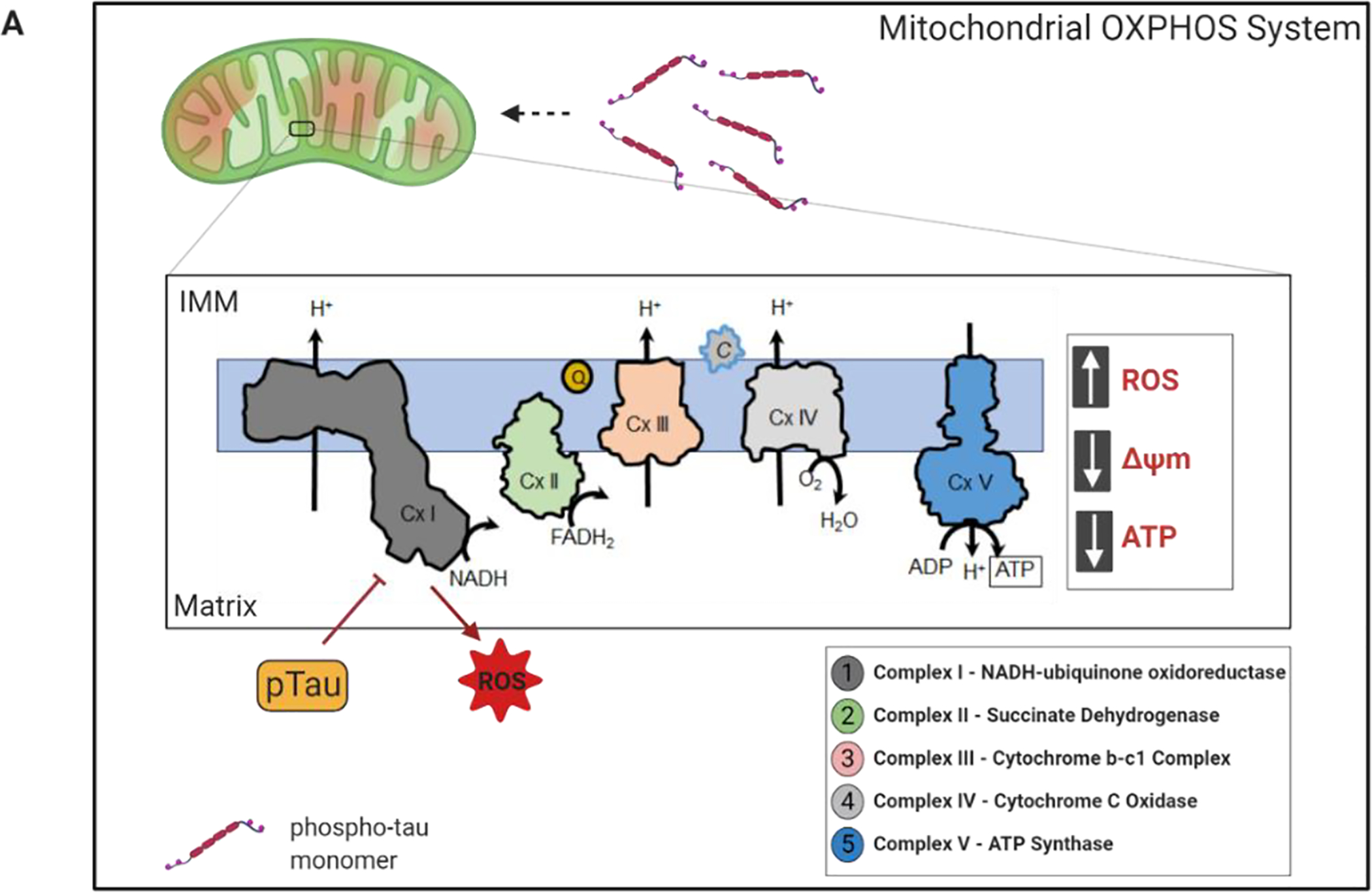 Fig. 2: