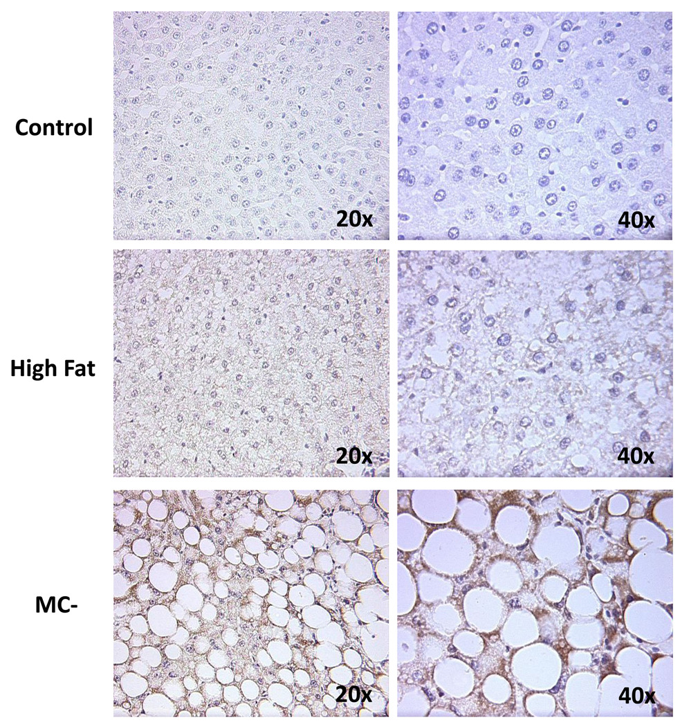 Fig. 8