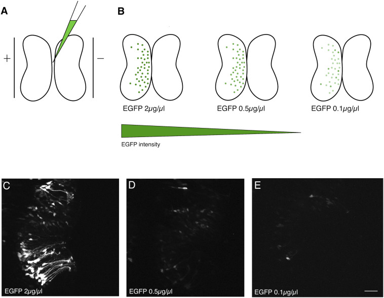 FIGURE 1