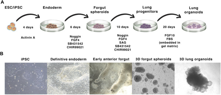 FIGURE 3