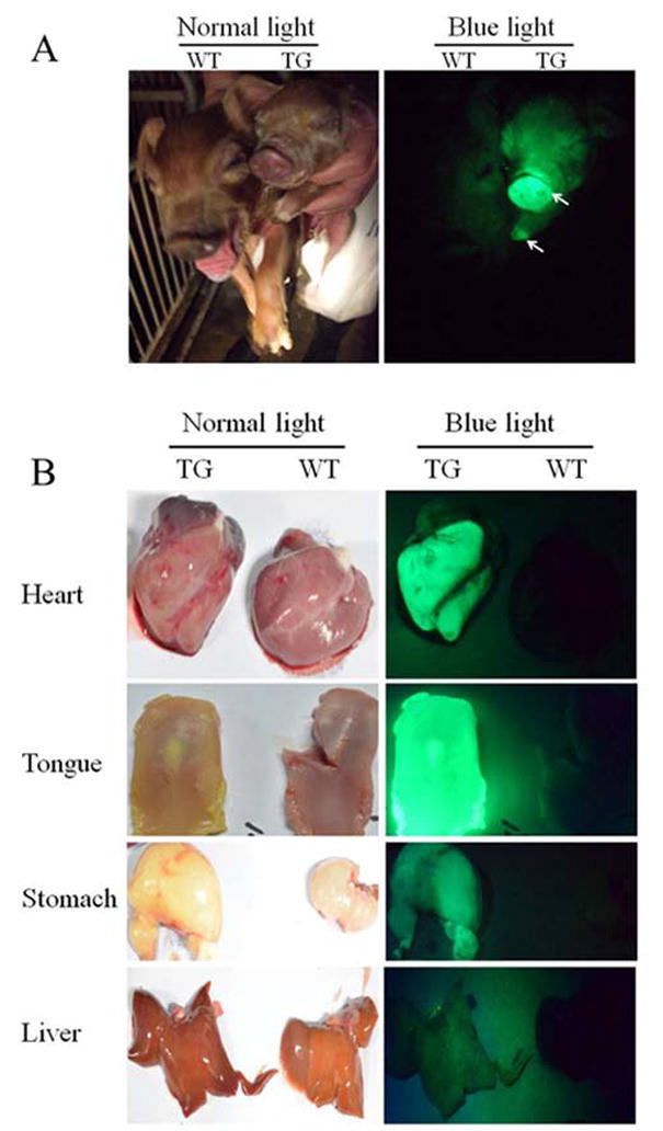 Fig.2