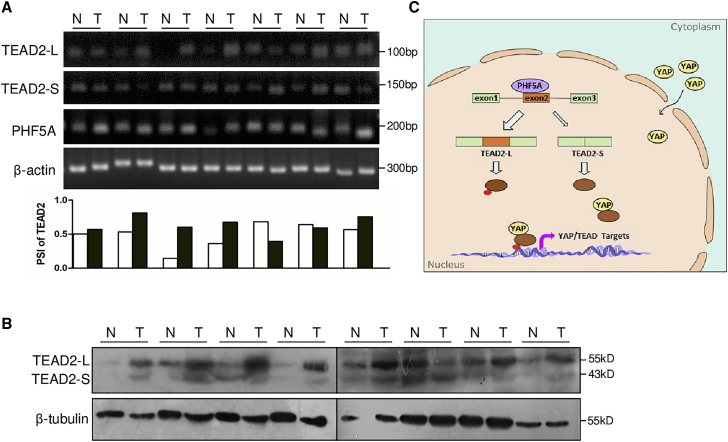 Figure 6