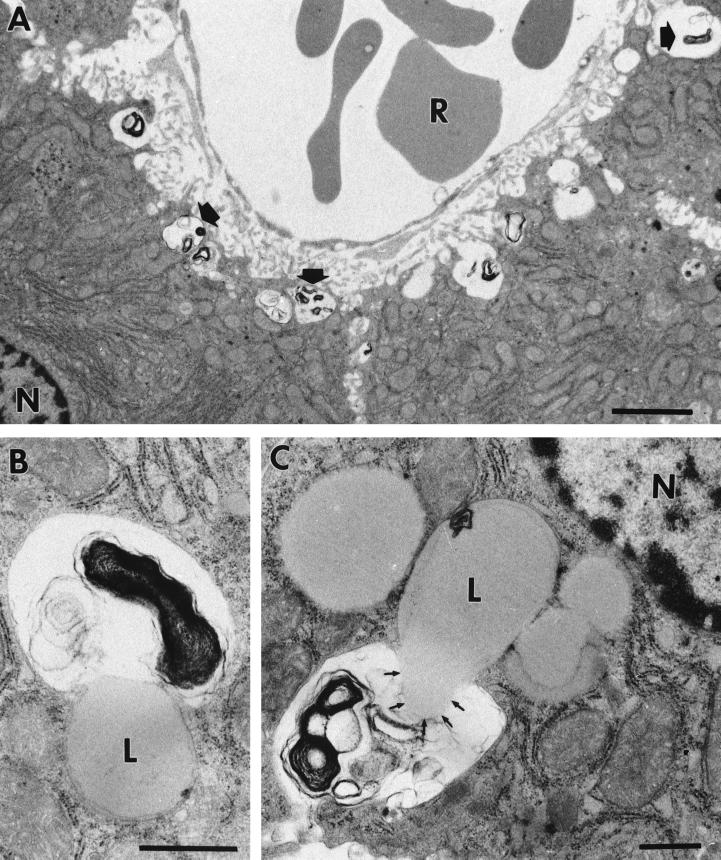 FIG. 6