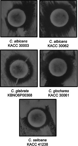 Fig. 10