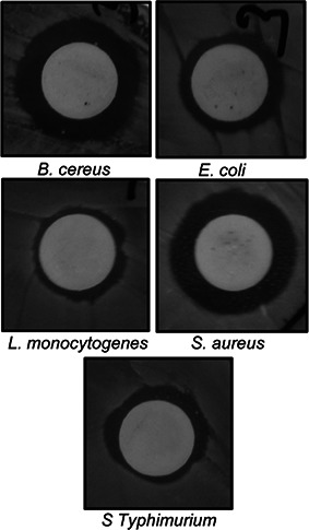 Fig. 8