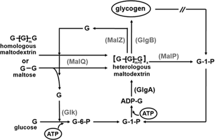 Fig. 5.