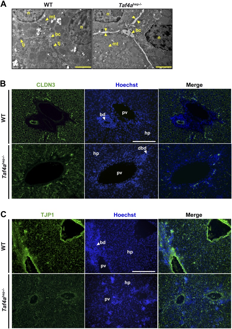 Figure 3—figure supplement 1.