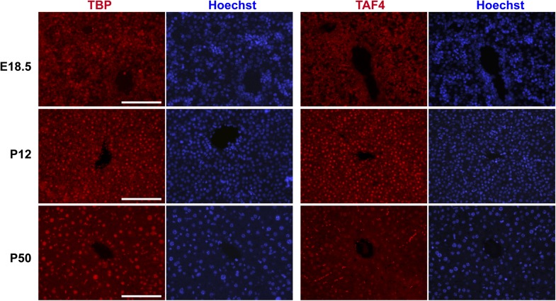 Figure 1—figure supplement 1.