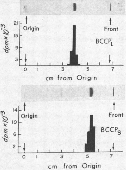 graphic file with name pnas00082-0134-a.jpg