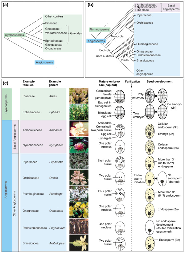 Evolutionary origins of the endosperm in flowering plants - PMC