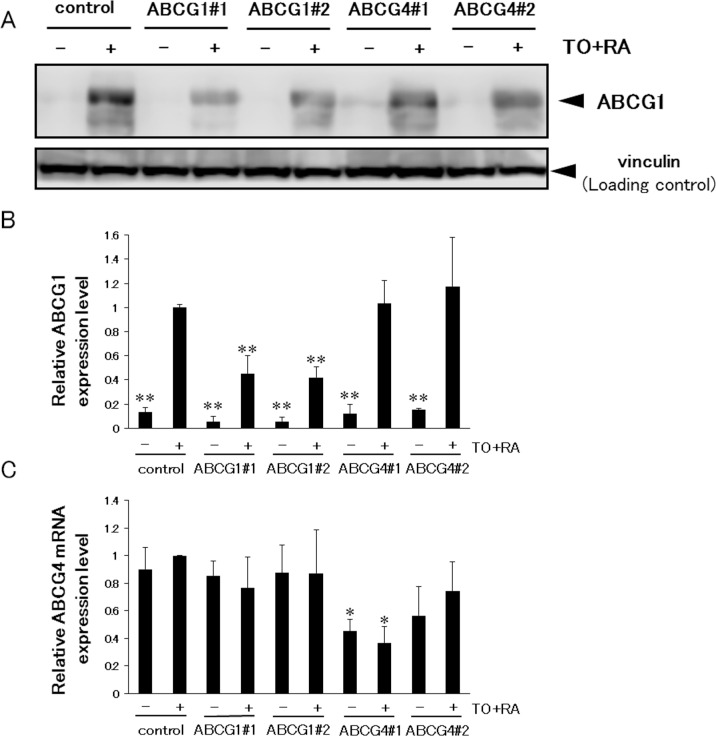 Fig 6