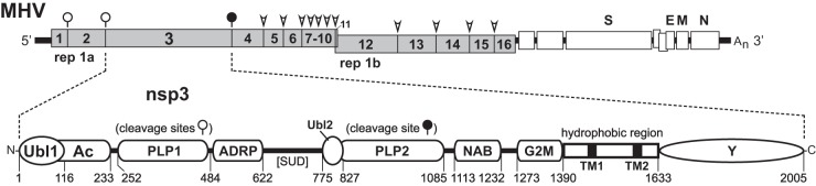 FIG 1