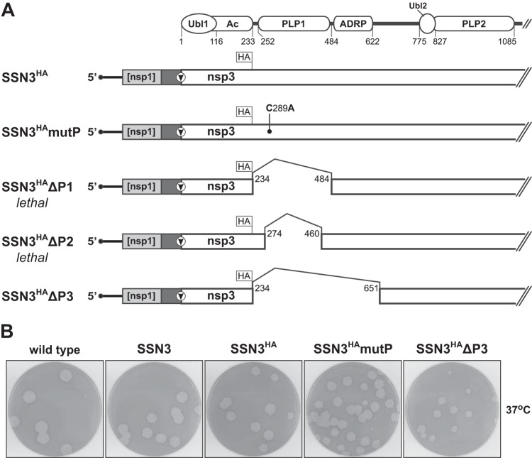 FIG 6