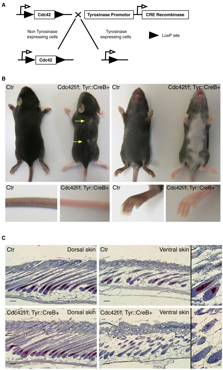 Figure 1