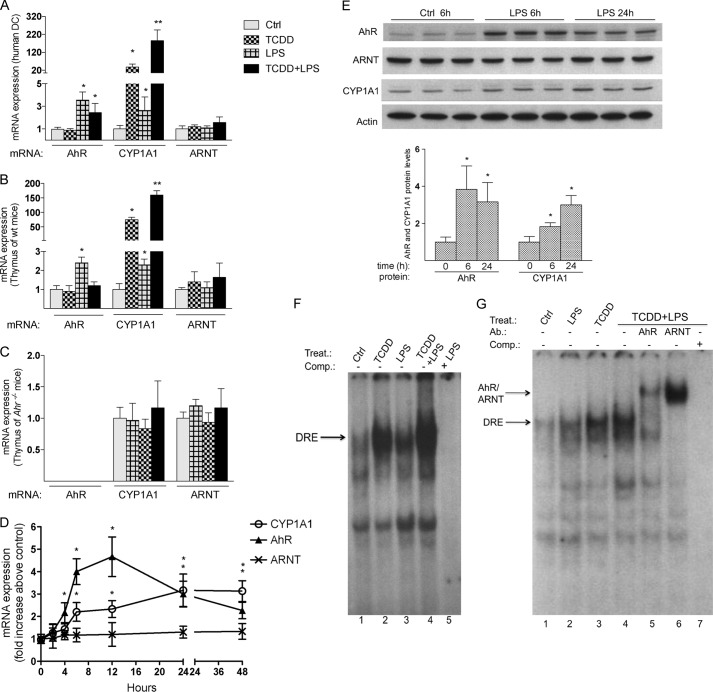 FIGURE 1.