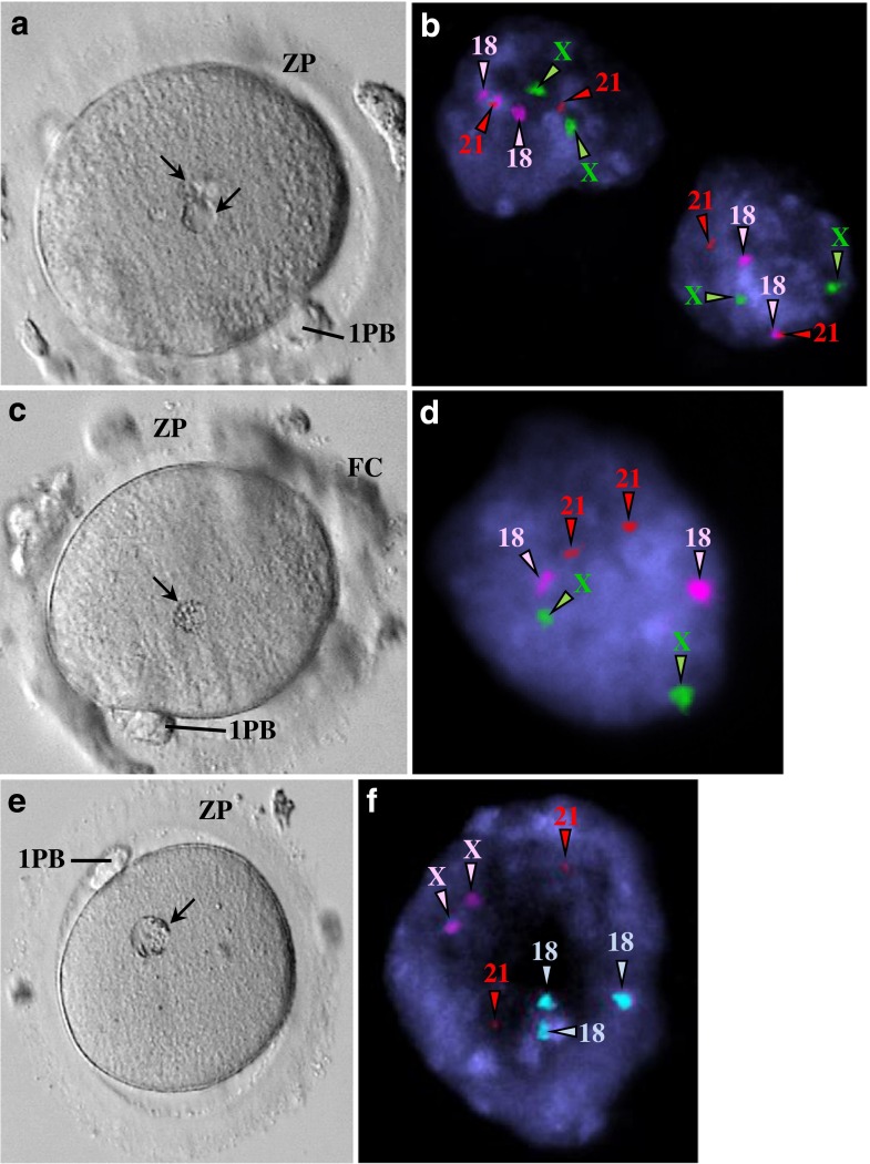 Fig. 6