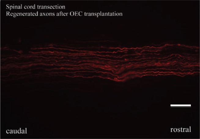 Figure 3: