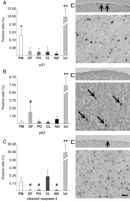 Figure 7