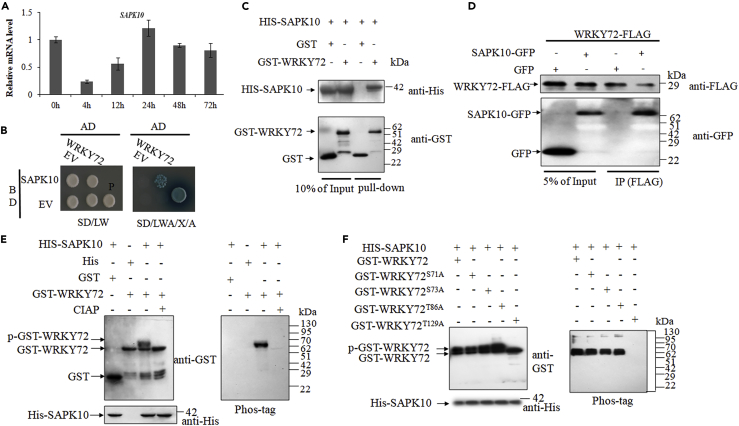 Figure 3
