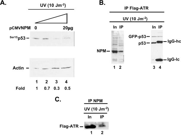 FIG. 7.