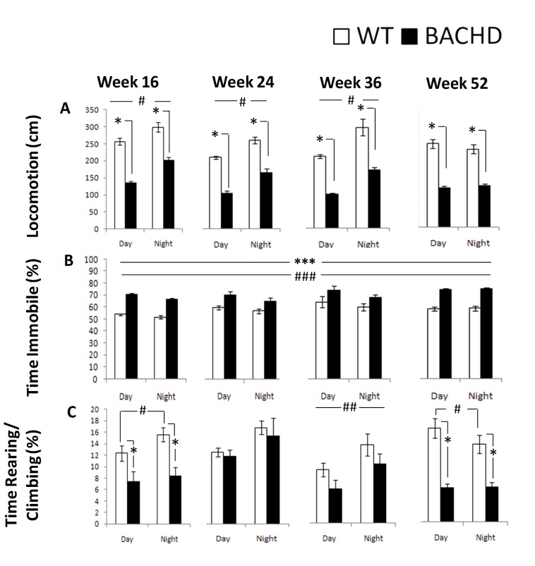 BACHD behavioral measures derived from the computer vision as a function of genotype, age, and light cycle