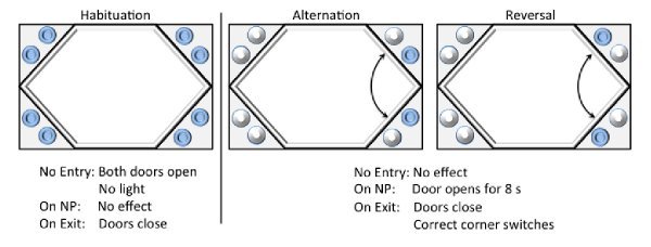 Graphical depiction of the IntelliCage and the experimental procedures: Habituation, Alternation, and Reversal.